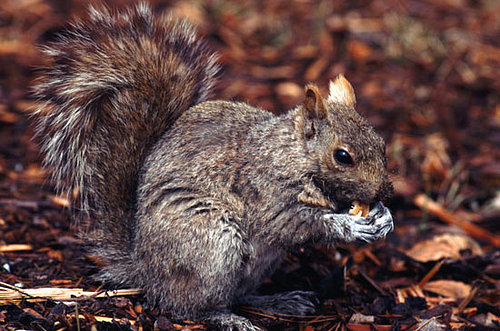 Creature Features: Squirrels