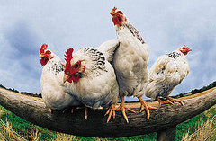 Crazy Chicken Sayings