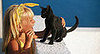 Answer Your Cat's Question Day...