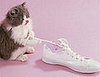 First Step to Make a Change in Cat?