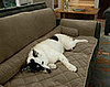 Couch Saver: Spoiled Sweet or Spoiled Rotten? 