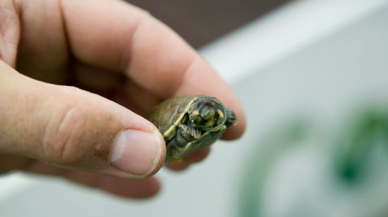 The Scoop: Turtles and Salmonella The Scoop: Turtles and Salmonella