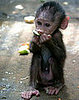 Name This Primate, Baby!