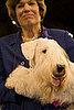 Charmin Takes the Crown at the 2008 AKC/Eukanuba National Championship