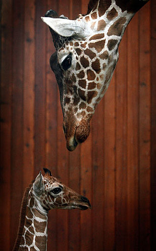Creature Features: Giraffes