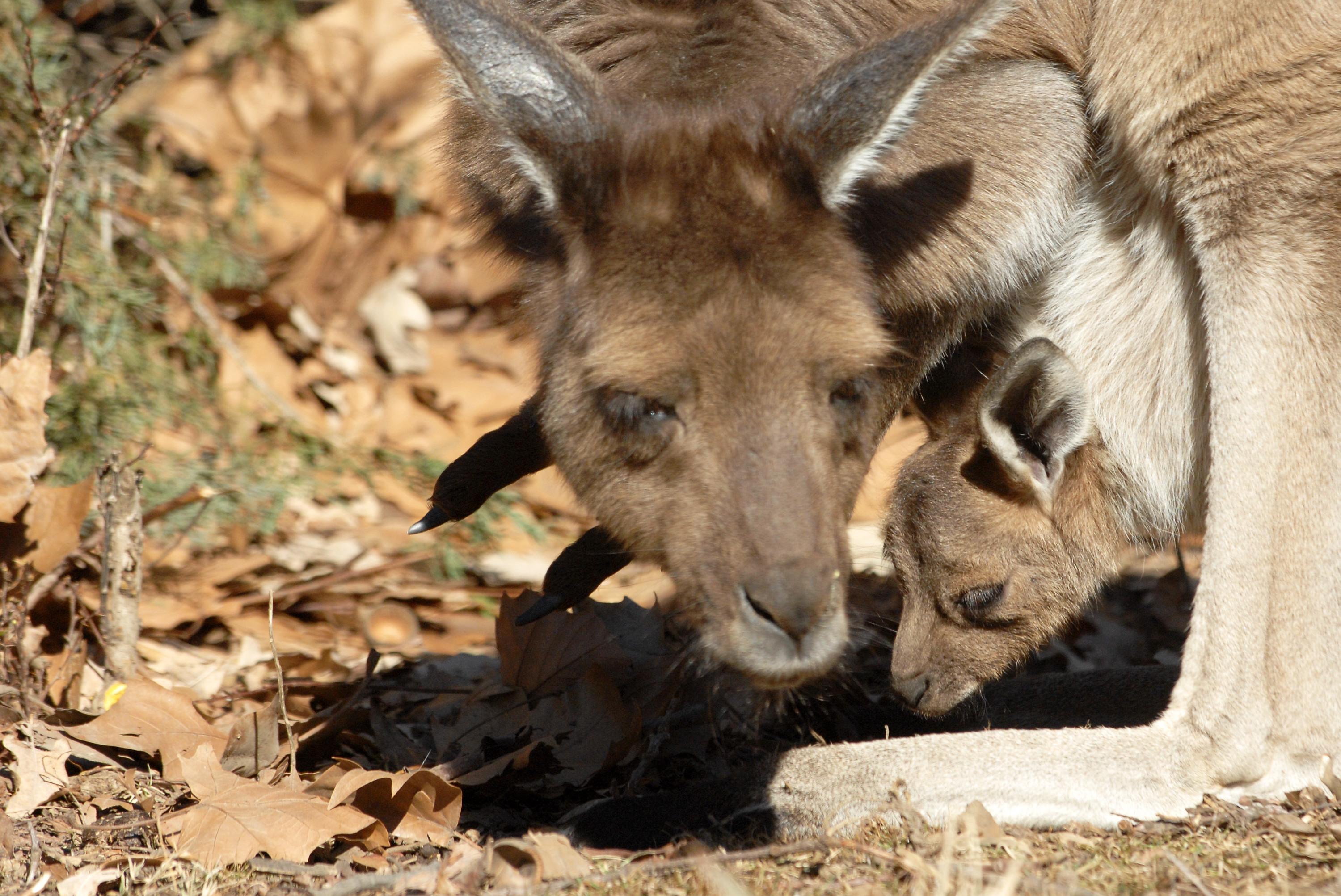 dwp kangaroo 010208 dwp kangaroo 010208