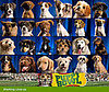 These Dogs are Ready to Rumble