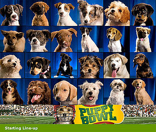 These Dogs are Ready to Rumble