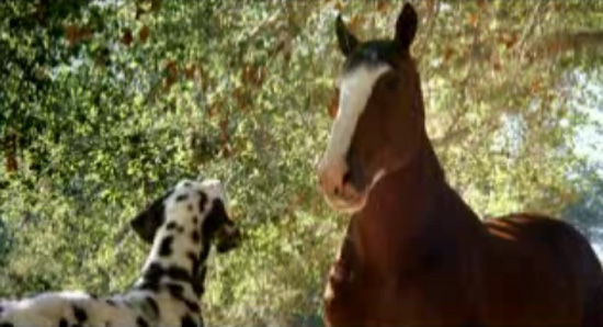 Story Behind the Scenes: Clydesdales and Dalmatians Story Behind the Scenes: Clydesdales and Dalmatians