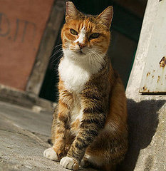 Out and About: Louisiana's Cat Haven Out and About: Louisiana's Cat Haven