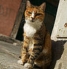 Out and About: Louisiana's Cat Haven