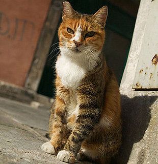 Out and About: Louisiana's Cat Haven