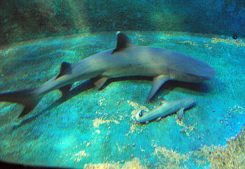 The Scoop: Shark Virgin Welcomes Baby!