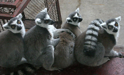 Guess What Species?