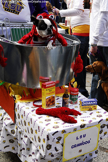 mardi_gras_barkus_parade-003 mardi_gras_barkus_parade-003