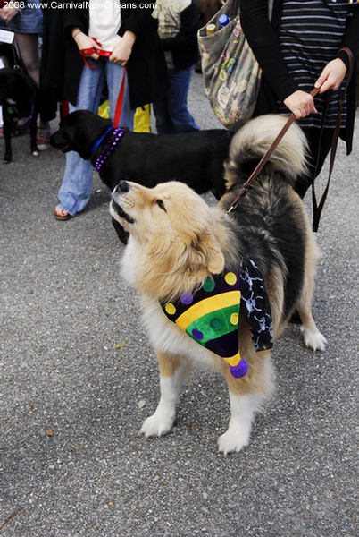 mardi_gras_barkus_parade-005 mardi_gras_barkus_parade-005