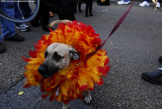 mardi_gras_barkus_parade-052