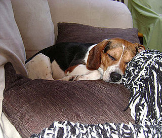 pet of the week, POTW