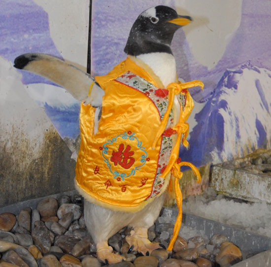 Globetrotters: Penguins Celebrate Chinese New Year, Too! Globetrotters: Penguins Celebrate Chinese New Year, Too!