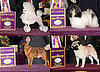 2008 Westminster Winners: Toy Group
