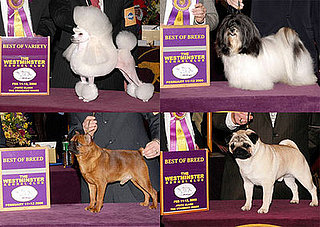 2008 Westminster Winners: Toy Group