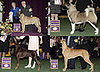 2008 Westminster Winners: Working Group