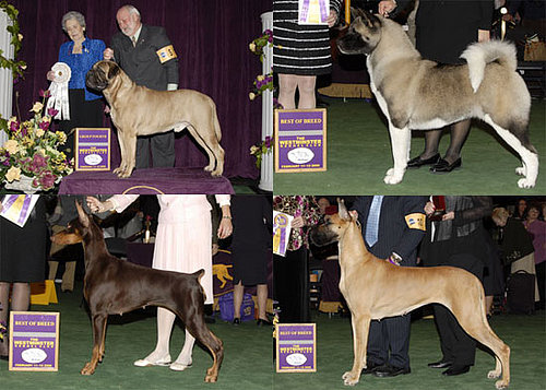 2008 Westminster Winners: Working Group