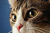 What Do You Know About Whiskers?