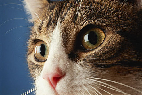 What Do You Know About Whiskers?