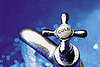 Do You Offer Purified Water to Pets?