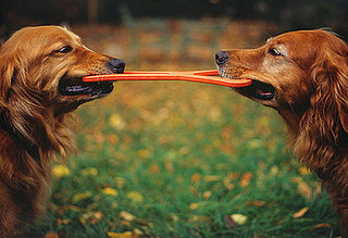 Does Your Pet Have a BFF?
