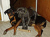 Great Golly! Greatly Growing Great Dane