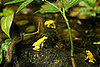 Where's the Frog?