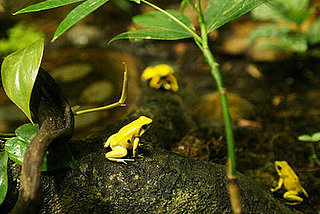 Where's the Frog?