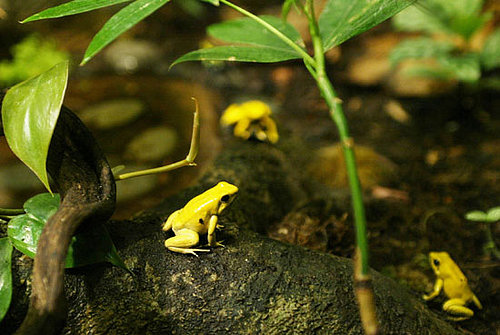 Where's the Frog?