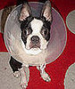 Is Your Pet Fixed?