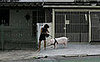 Globetrotters: This Little Piggy Went to Market