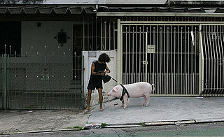 Globetrotters: This Little Piggy Went to Market