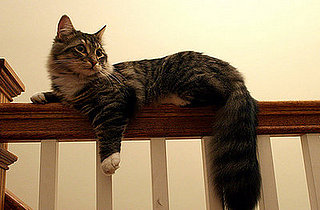 Cat Astrology!
