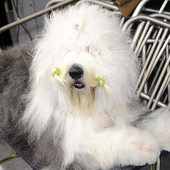 Guess What Breed?