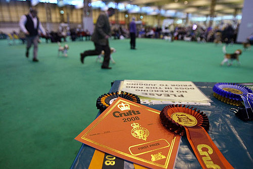 Quiz: Guess What Breed Extravaganza!