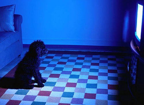 Reader's Choice: Share Your Fave Animal Movies With Us!