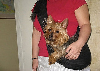 Street Team: Joey Pet Pouch