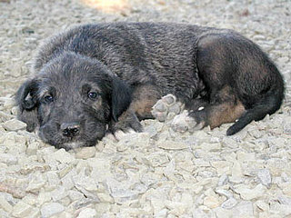 Guess What Breed?