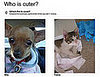 My Favorite Little Cutie?