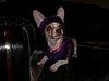 Street Team: Sock-turned-Sweater for a Lil Pooch