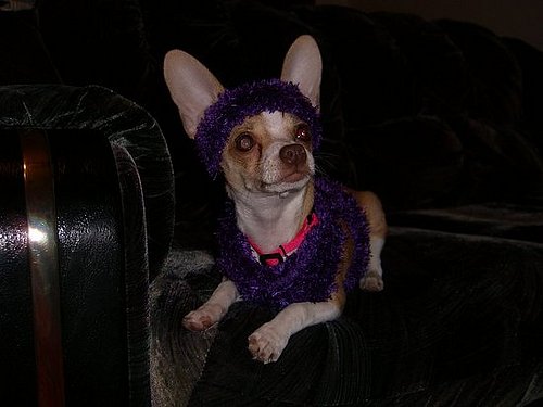 Street Team: Sock-turned-Sweater for a Lil Pooch