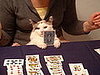 Cosmo: Pet of the Week