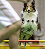 Guess What Breed?