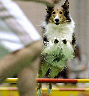 Guess What Breed?
